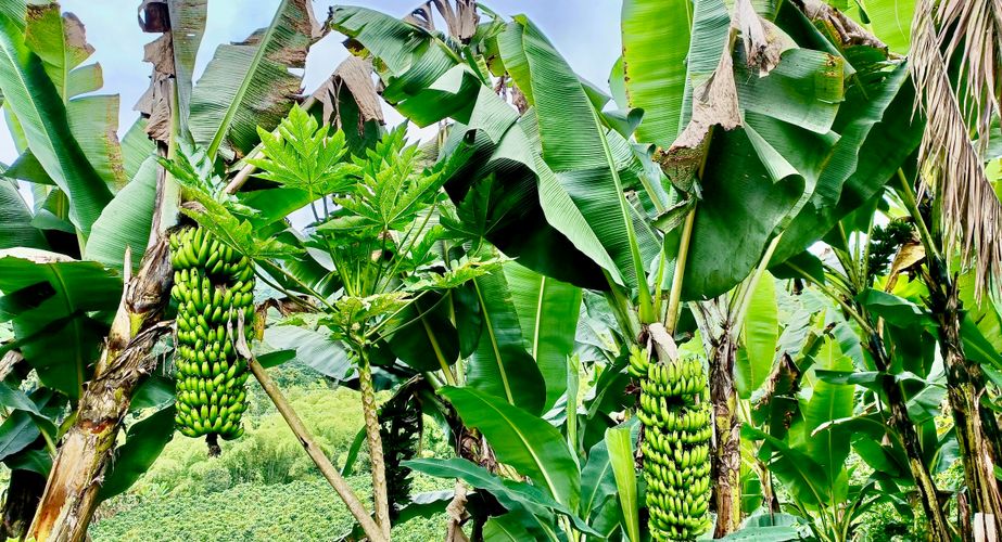 Bananenboom Colombia Bananenboom Colombia